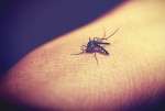 Το κλειδί της ελονοσίας