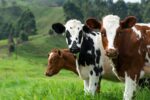 Τρίτο κρούσμα της γρίπης των πτηνών στις ΗΠΑ, λόγω… αγελάδων